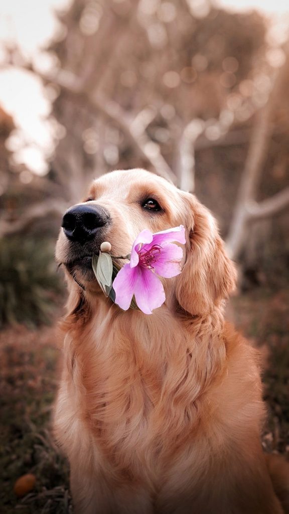 Chien-avec-fleur