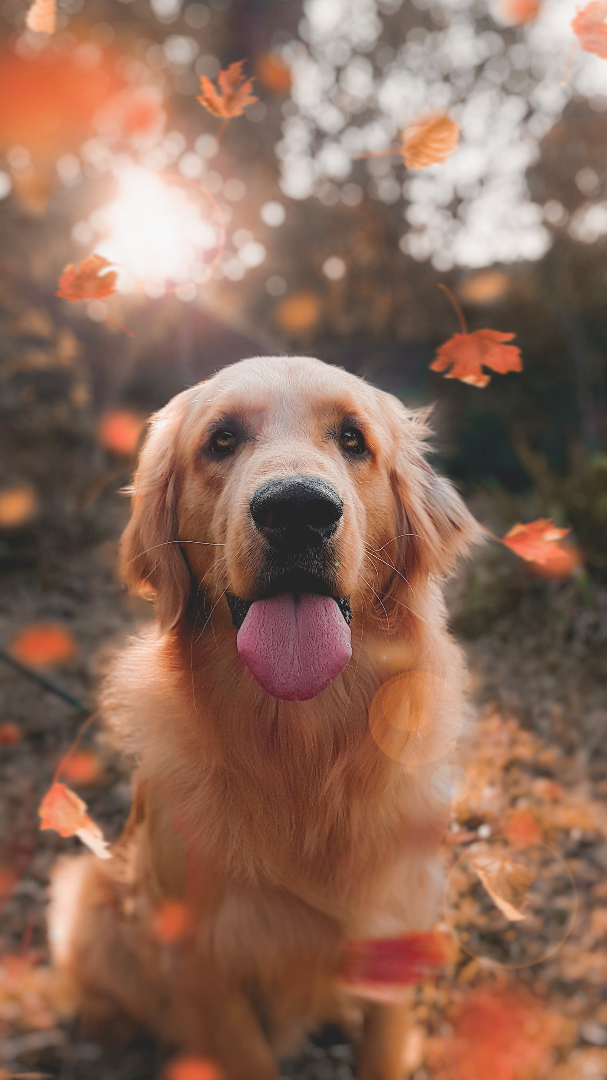 Chien-yeux-qui-tombent