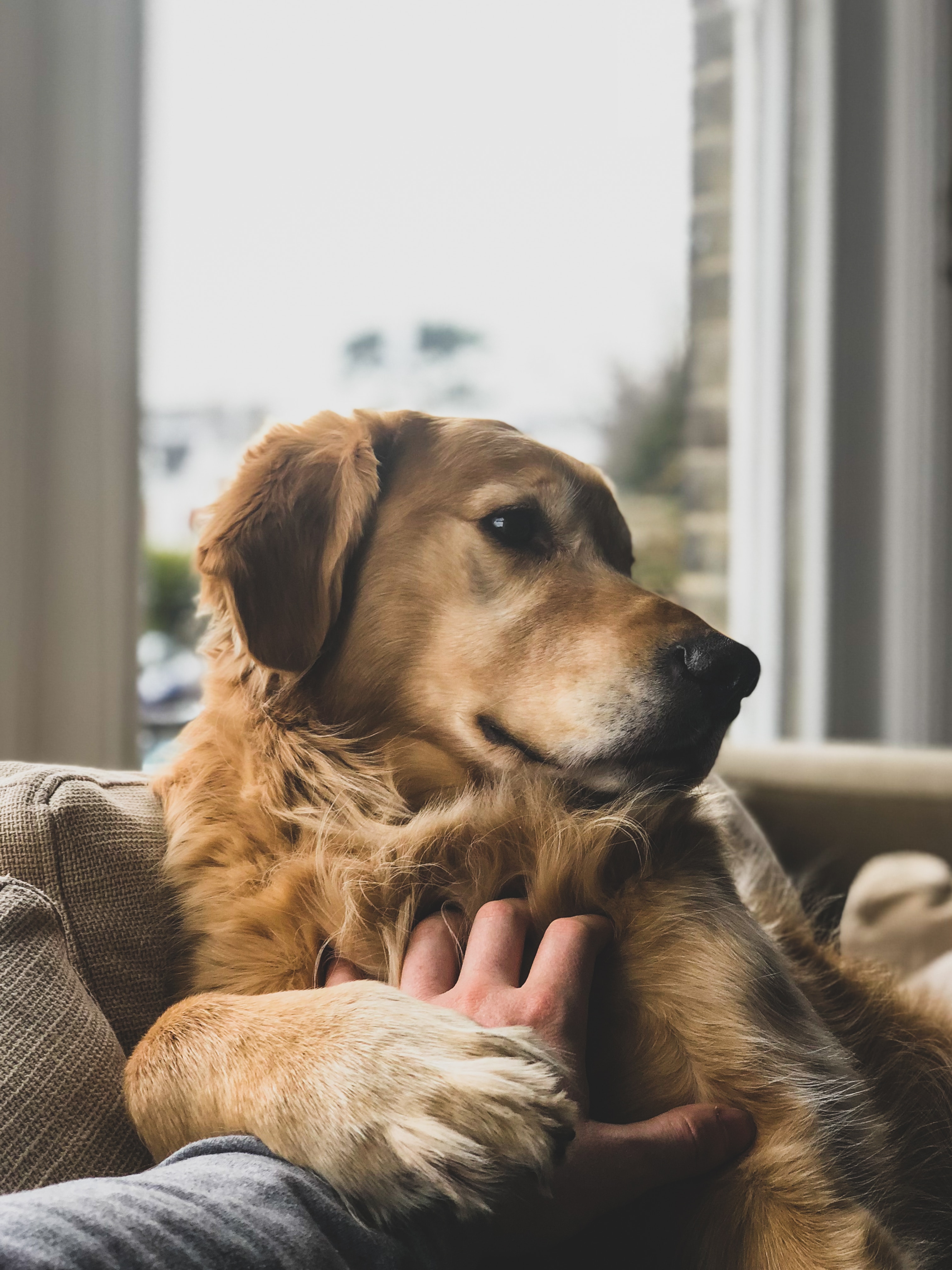 Chien-un-peu-bougon